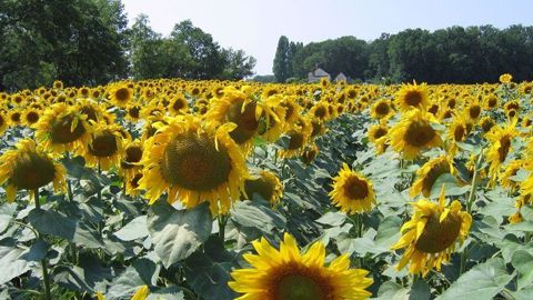 Le service statistique du ministère de l'agriculture met à jour ses estimations de production pour la récolte de tournesol 2024. Le service statistique du ministère de l'agriculture met à jour ses estimations de production pour la récolte de tournesol 2024.