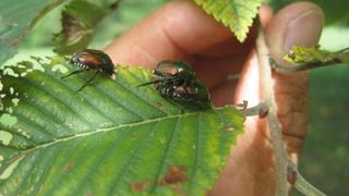 Adultes de Popillia japonica. Adultes de Popillia japonica.