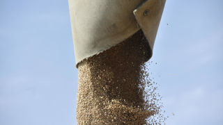 A peine 18% des blés sont provisoirement classés en qualités « supérieur » ou « premium », contre 62% pour la moyenne quinquennale.