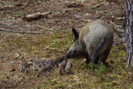 La commission départementale de la chasse et de la faune sauvage peut fixer un barème pour des productions faisant l'objet de contrat de culture. La commission départementale de la chasse et de la faune sauvage peut fixer un barème pour des productions faisant l'objet de contrat de culture.