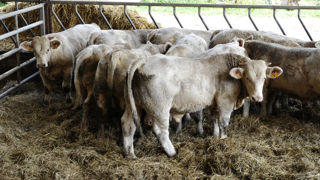 Si elle valorise bien ses femelles, la filière viande bio peine avec les mâles, qui sont souvent réorientés vers le conventionnel. Si elle valorise bien ses femelles, la filière viande bio peine avec les mâles, qui sont souvent réorientés vers le conventionnel.