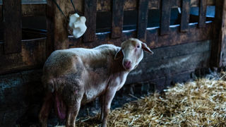 La FNSEA, ses associations spécialisées et JA demandent un engagement plus fort de l’État face aux épizooties. La FNSEA, ses associations spécialisées et JA demandent un engagement plus fort de l’État face aux épizooties.
