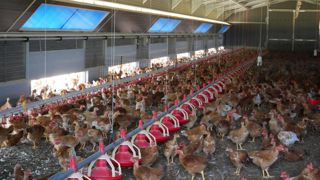 Un bâtiment bien conçu permet de répondre à la nécessité du bien-être animal face au réchauffement climatique et diminue les pertes économiques.