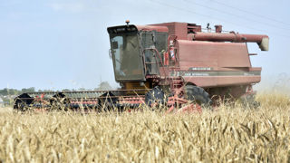 Les rendements européens se situent désormais en-dessous de la moyenne quinquennale pour la plupart des cultures.