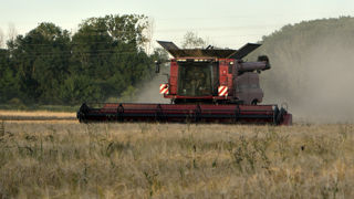La production française d'orge de printemps est en forte hausse, à 3,2 millions de tonnes.