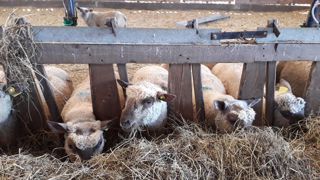 Selon Laurence Sagot de l'Institut de l'élevage et du Ciirpo, l'enrubannage facilite l'adaptation de la flore microbienne des agneaux qui entrent en bergerie. Selon Laurence Sagot de l'Institut de l'élevage et du Ciirpo, l'enrubannage facilite l'adaptation de la flore microbienne des agneaux qui entrent en bergerie.