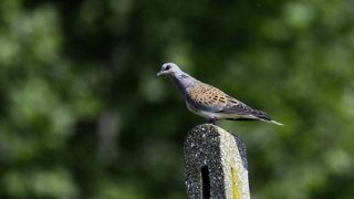La tourterelle des bois est sur la liste rouge de l'Union internationale pour la conservation de la nature. La tourterelle des bois est sur la liste rouge de l'Union internationale pour la conservation de la nature.
