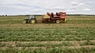 L'UNPT s'attend à une forte hétérogénéité selon les variétés, les dates de plantation et les terroirs. L'UNPT s'attend à une forte hétérogénéité selon les variétés, les dates de plantation et les terroirs.