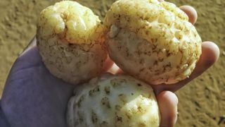 Une étude de l'Inrae met en évidence une particularité de l'ADN des nématodes à galles qui permettrait de lutter de manière ciblée contre ce ravageur de cultures. Une étude de l'Inrae met en évidence une particularité de l'ADN des nématodes à galles qui permettrait de lutter de manière ciblée contre ce ravageur de cultures.