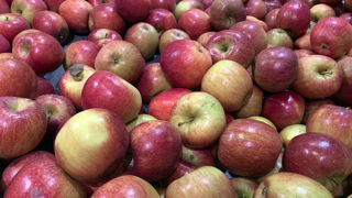 L'Association nationale pommes poires (ANPP) a réuni de nombreux acteurs de la filière de la pomme le 28 août 2024 pour lancer la nouvelle campagne. L'Association nationale pommes poires (ANPP) a réuni de nombreux acteurs de la filière de la pomme le 28 août 2024 pour lancer la nouvelle campagne.