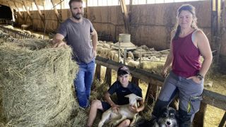 Emmanuel Volle et Marion Bardiau apprécient l’aide de leur neveu Matéo. Les animaux ont dû être rentrés fin août à cause de la FCO. Emmanuel Volle et Marion Bardiau apprécient l’aide de leur neveu Matéo. Les animaux ont dû être rentrés fin août à cause de la FCO.
