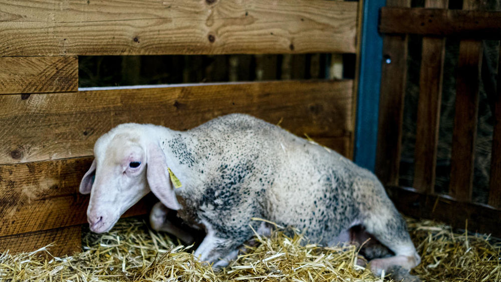 La France compte 342 foyers FCO de sérotype 3 au 29 août 2024.