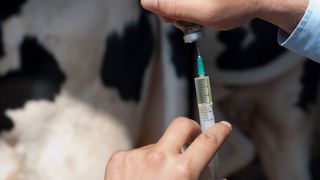 Le ministère étend la zone de vaccination gratuite contre la FCO-3 et commande de nouvelles doses. Le ministère étend la zone de vaccination gratuite contre la FCO-3 et commande de nouvelles doses.