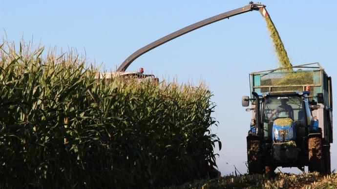 Pour des ensilages réussis, penser à contrôler plusieurs fois dans la journée l'éclatement des grains et la longueur des brins.