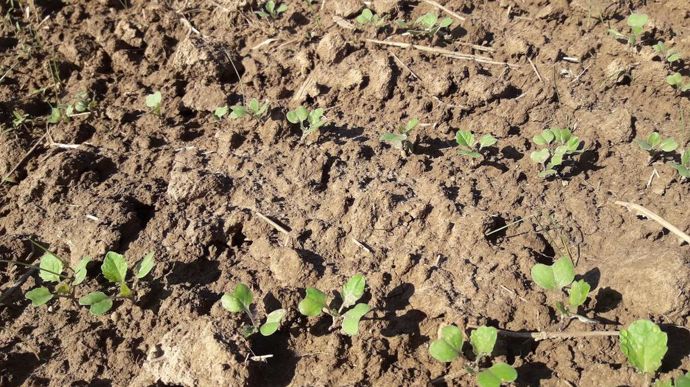 Les préconisations de Terres Inovia  issues de la démarche « colza robuste », telles que la réalisation précoce d'un diagnostic de l'état du sol et des semis plus avancés dans l'été, semblent de plus en plus suivies sur le terrain.
