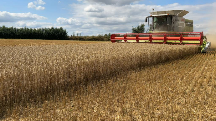 La chute des surfaces cultivées de blé tendre s’est accompagnée d’une forte baisse du rendement, en recul de 23,9 % par rapport à la moyenne quinquennale.
