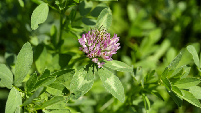 Le trèfle violet, riche en protéines, est intéressant pour l'alimentation des vaches laitières en remplacement de la luzerne.