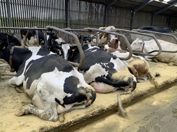 Vaches laitières couchées sur des matelas garnis de dolomie. Vaches laitières couchées sur des matelas garnis de dolomie.