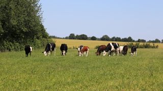 En Bourgogne, dans le Grand Est, le Poitou-Charentes, les Pays de la Loire et le Centre-Val de Loire, la totalité des prairies permanentes ont déjà atteint le niveau moyen de leur pousse annuelle.