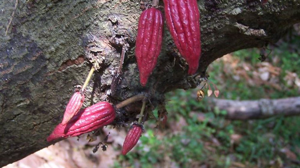Cabosses de cacao sur arbre à Madagascar (été). Aux conditions météorologiques défavorables s’ajoutent le vieillissement des arbres et le virus de l’oedème des pousses du cacaoyer.