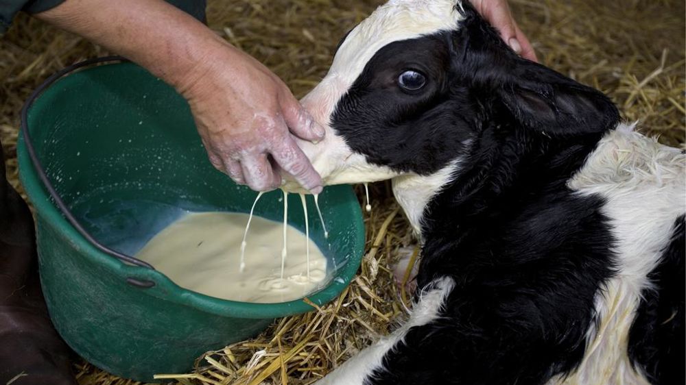 Distribution de colostrum à un veau Distribution de colostrum à un veau