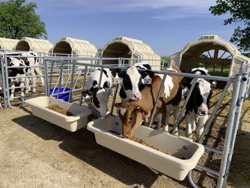 cases collectives de veaux laitiers  Wisconsin