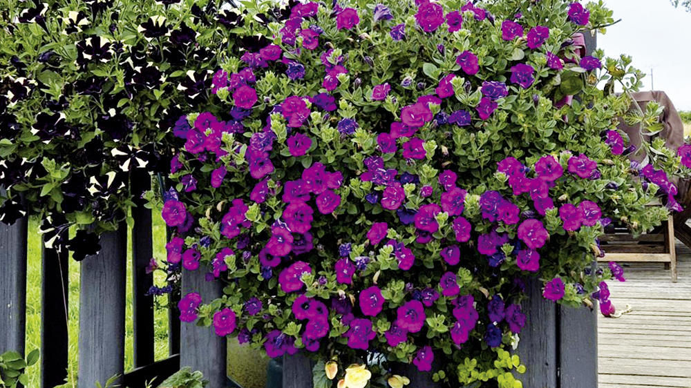 Pour son entreprise Xéna Floral, Véronique Blondel se lance dans l’hybridation de pétunias et de croisements avec des calibrachoas. Sur la photo : Petunia double pourpre ‘Doublet’.