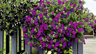Pour son entreprise Xéna Floral, Véronique Blondel se lance dans l’hybridation de pétunias et de croisements avec des calibrachoas. Sur la photo : Petunia double pourpre ‘Doublet’. Pour son entreprise Xéna Floral, Véronique Blondel se lance dans l’hybridation de pétunias et de croisements avec des calibrachoas. Sur la photo : Petunia double pourpre ‘Doublet’.