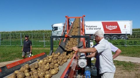 Les volumes de pommes de terre exportés atteignent des niveaux jamais atteints.