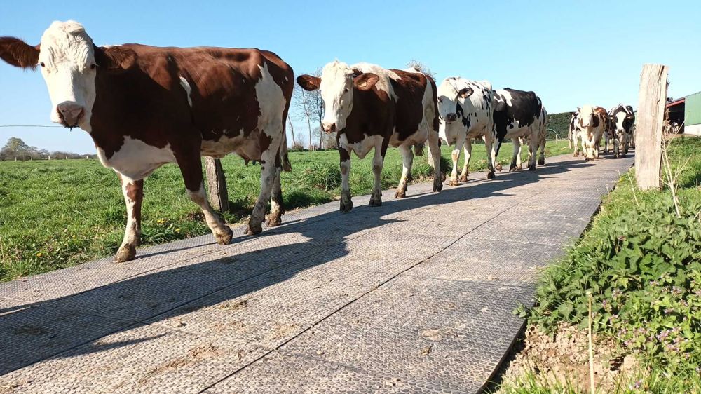 Pourquoi installer des dalles stabilisatrices pour vos chemins de pâturage ?