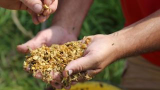 Les grains du maïs doivent être brisés en plusieurs morceaux.