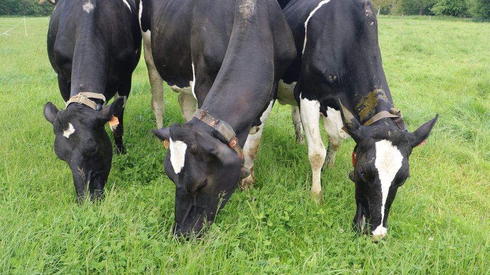 vaches laitières broutant