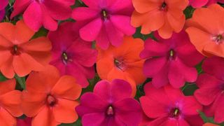 Impatiens interspecific Solarscape® Voodoo. Impatiens interspecific Solarscape® Voodoo.