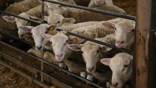 En juin 2024, les abattages d'agneaux ont reculé de 5,5 % par rapport à juin 2023.