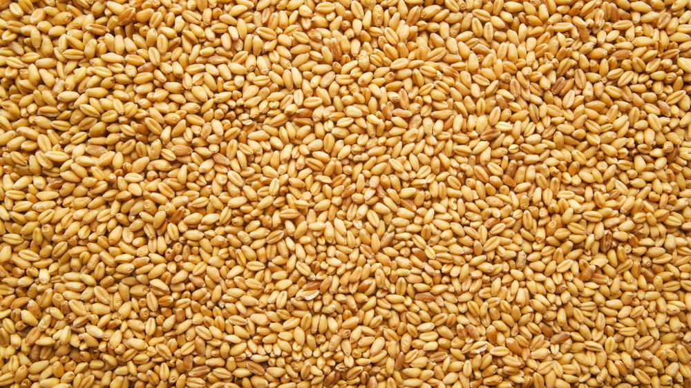 Grains de blé