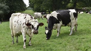 Connaître le coût de la décarbonation de la ferme, c'est le travail qu'a lancé La Coopération Agricole Laitière pour la fin de 2024.
