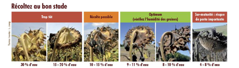 Quel est le bon stade pour récolter le tournesol ?