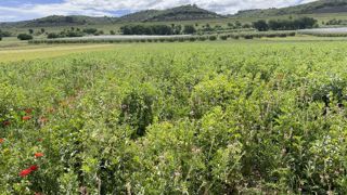 Le sainfoin est semé en guise de couvert avec la féverole à la mi-septembre. Après la récolte de cette dernière en juin, il repart et fait office de couverture du sol en été. Le sainfoin est semé en guise de couvert avec la féverole à la mi-septembre. Après la récolte de cette dernière en juin, il repart et fait office de couverture du sol en été.
