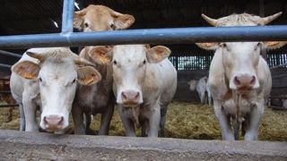 En juillet, les abattages de gros bovins étaient proches de leur niveau de juillet 2023, mais 6,6 % en dessous de la moyenne quinquennale.