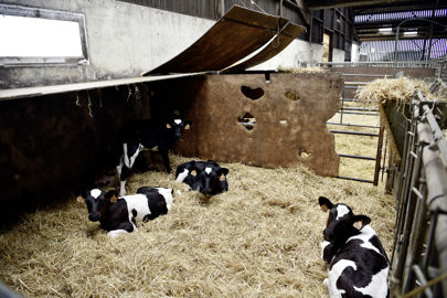 Installée dans le bâtiment des vaches laitières la nurserie a été aménagée pour améliorer le confort des veaux. Les faux plafonds offrent des espaces de couchage à l'abri du froid.