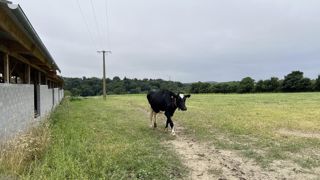 La sortie sélective du bâtiment permet de créer un effet de « goutte-à-goutte » au pâturage et au robot.