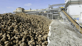 Au 12 septembre, déjà cinq sites de Cristal Union, dont Bazancourt (ici en photo), avaient débuté la campagne betteravière. Au 12 septembre, déjà cinq sites de Cristal Union, dont Bazancourt (ici en photo), avaient débuté la campagne betteravière.
