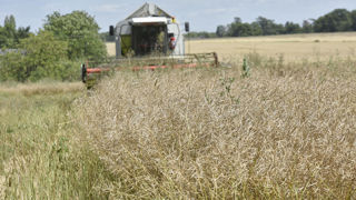 Les faibles disponibilités européennes et les inquiétudes climatiques sont un soutien pour le marché des céréales et des oléagineux.