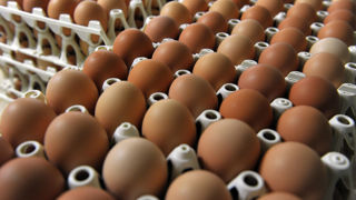 La Confédération française de l’aviculture (CFA) estime que ce n'est pas aux éleveurs de poules pondeuses de financer le surcoût de l'ovosexage pour éliminer les poussins mâles. La Confédération française de l’aviculture (CFA) estime que ce n'est pas aux éleveurs de poules pondeuses de financer le surcoût de l'ovosexage pour éliminer les poussins mâles.