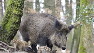 Le niveau de surveillance contre la peste porcine africaine est relevé dans la Moselle et le Bas-Rhin, annonce le ministère. Le niveau de surveillance contre la peste porcine africaine est relevé dans la Moselle et le Bas-Rhin, annonce le ministère.