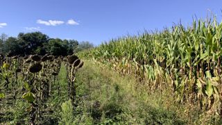Le rendement du maïs grain français en 2024 est estimé à 89,2 q/ha, selon les dernières estimations du ministère de l'Agriculture, publiées le 17 septembre.