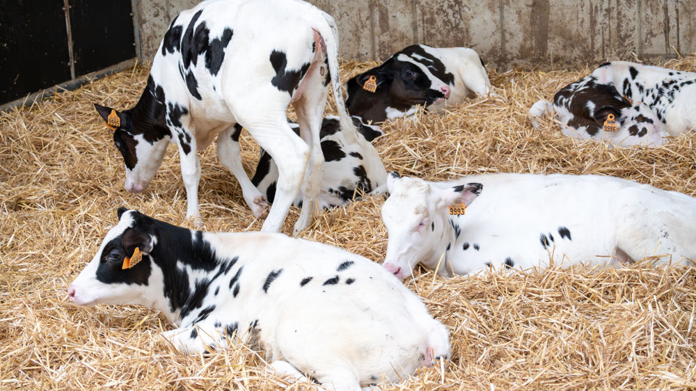Cap sur de belles génisses bien conformées et sevrées à 120 kg