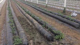 L'investissement dans le dispositif (environ 20 € le mètre linéaire) peut être soutenu. En Île-de-France, la région porte 80 % du coût.