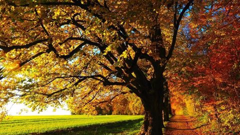 Baisse des températures, pluie, vent, l'automne s'installe dès la semaine prochaine ! Baisse des températures, pluie, vent, l'automne s'installe dès la semaine prochaine !