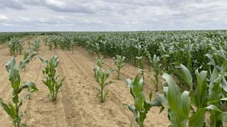 « Dans cette parcelle du sud de l'Essonne, les corbeaux ont dévoré le témoin non traité et délaissé le maïs enrobé avec le Black Pepper Oil », explique Pierre-Yves Yème de Bayer Crop Science.